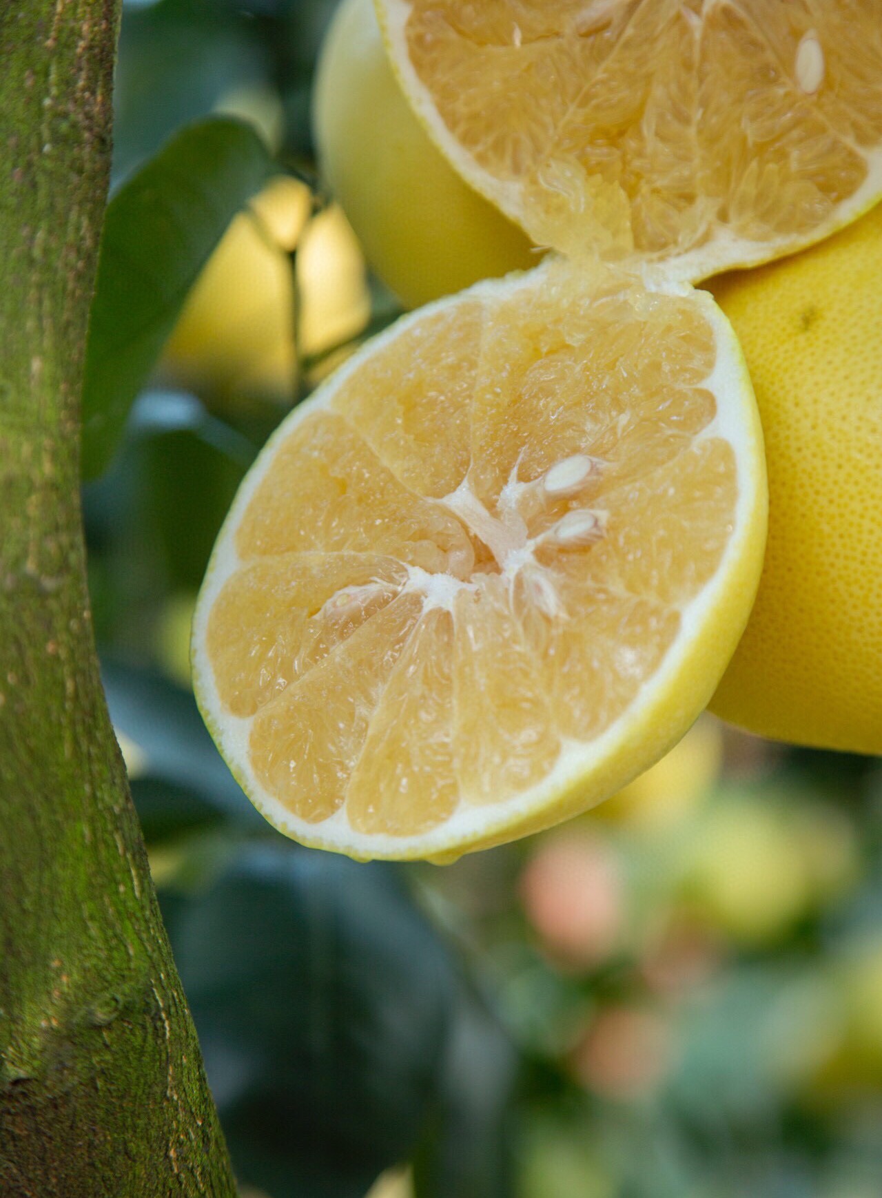 送榨汁器 爆汁黄金葡萄柚 农家生态种植 树上熟柚子 包售后