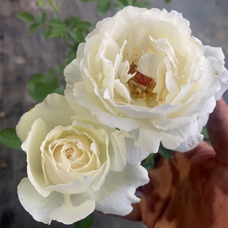 天鹅古董包子形状 白色大花直立浓香月季多季开花易养 阳台庭院花