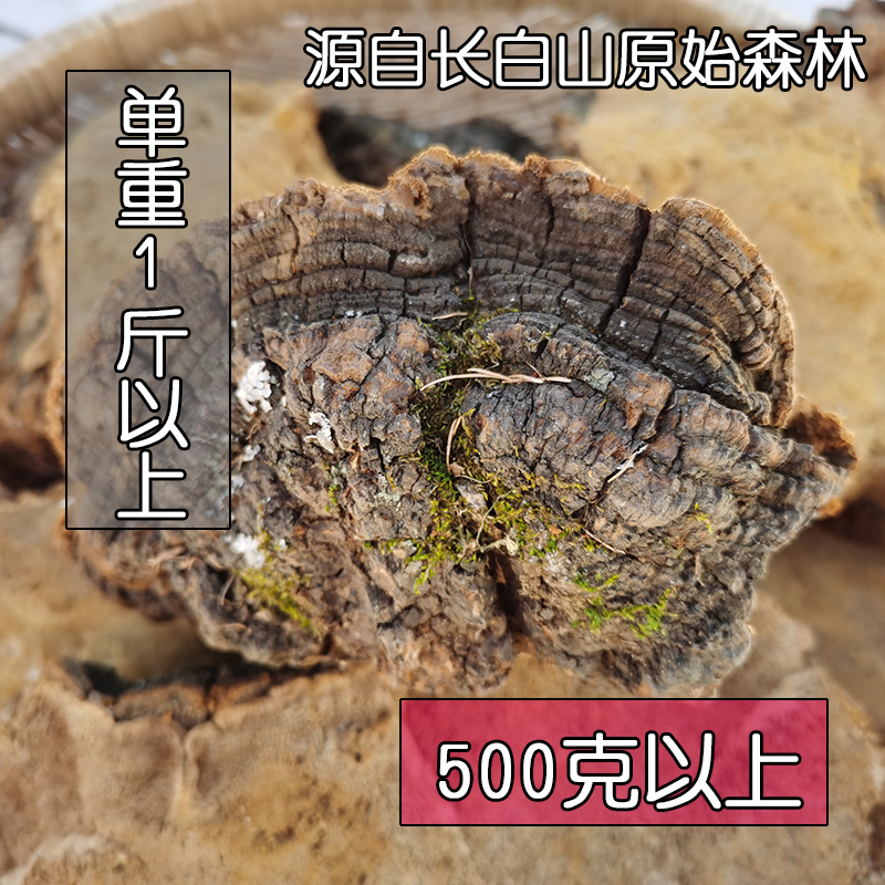 野生松针层孔菌  松树桑黄灵芝 大个单重1斤以上自选 500克