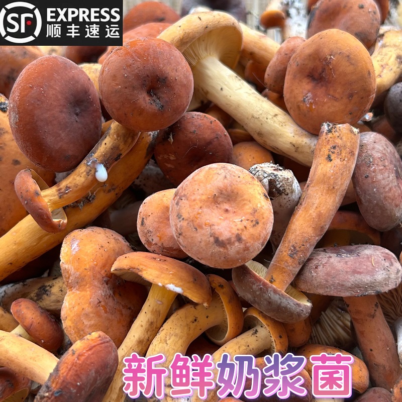 贵州深山新鲜野生蘑菇乌枞菌寒黄枞菌紫奶浆菌松木紫菌菇500g顺丰