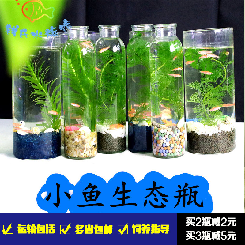科学作业生态瓶DIY泰国斗鱼生态微景观斑马金丝玻璃鱼缸公司礼品