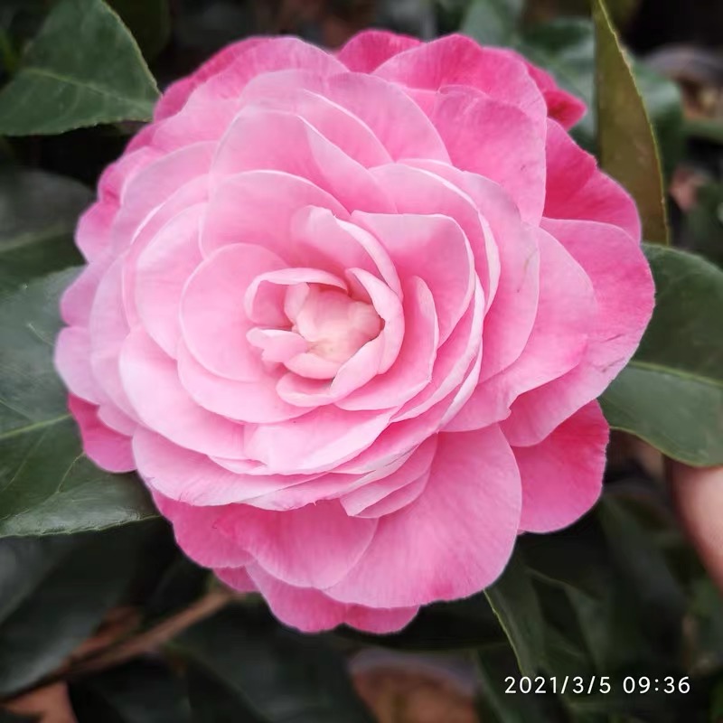 粉色山茶花名贵品种牛西奥雕石封面女郎-美人艳好养年宵花卉四季