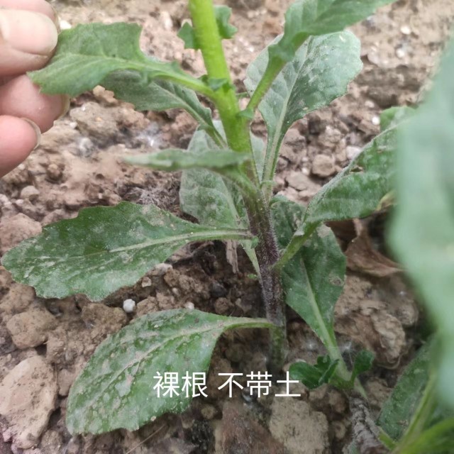 片仔癀草苗盆栽 白凤菜 可食用健康保健 多年生植物 带土发货易活