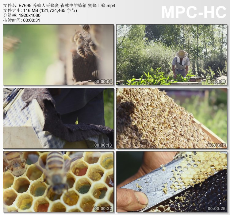 养蜂人采蜂蜜 森林中的蜂箱 蜜蜂工蜂 高清实拍视频素材