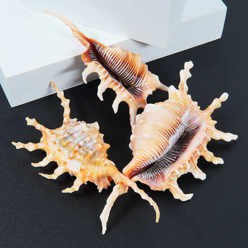 天然海螺蝎子螺贝壳装饰家居工艺品鱼缸水族造景diy收藏海洋标本