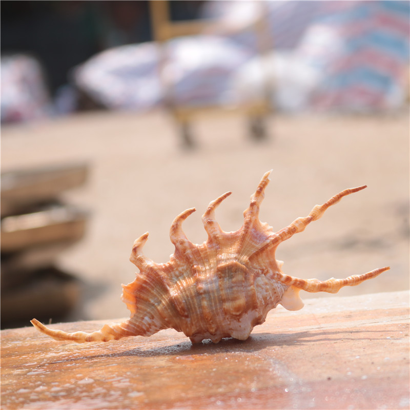 天然蝎子螺小海螺壳贝壳鱼缸造景水族装饰家居饰品橱窗摆件工艺品