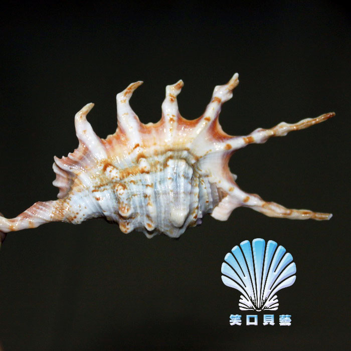 蝎子螺多角蜘蛛螺天然海螺贝壳海星海胆收藏摆件把玩家居装饰鱼缸