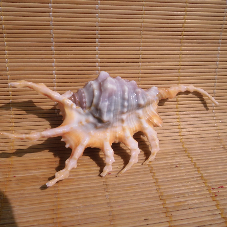 天然海螺贝壳蝎子螺 蜘蛛螺 鱼缸水族装饰 家居婚庆地台橱窗摆件