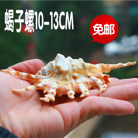 包邮天然海螺贝壳蝎子螺收藏婚庆创意礼品纪念品鱼缸水族装饰珊瑚