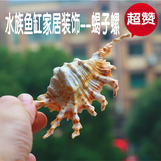 热卖天然海螺贝壳蝎子螺蜘蛛螺 鱼缸水族装饰 家居地台橱窗摆件