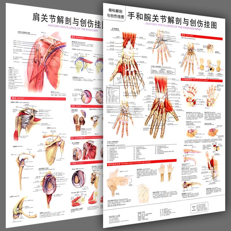 医学关节解剖挂图《手和腕关节解剖与创伤图》膝肩髋足和踝骨科图