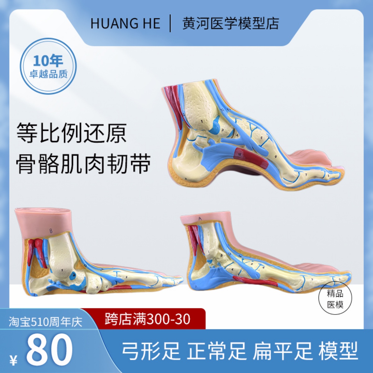 正常足 弓形足 高弓足模型 脚关节模型 爪形足 脚部模型解剖 医院