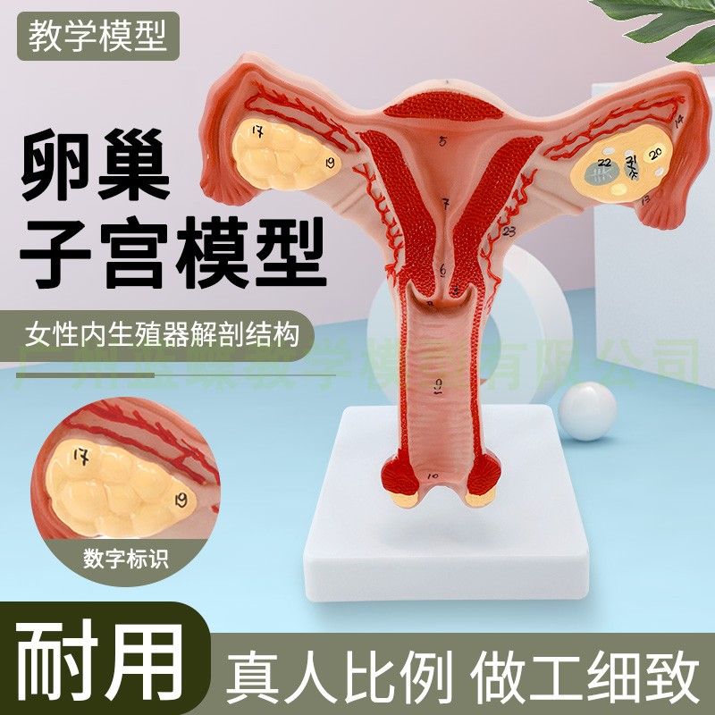 女性内生殖 解剖模型 子宫 卵巢模型 生殖结构模型 计生 妇科模型
