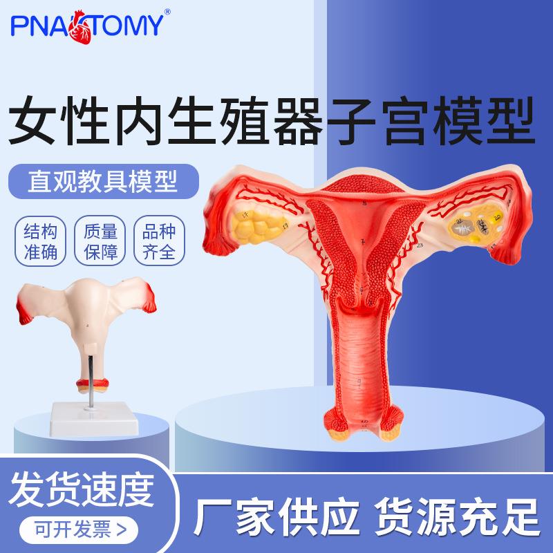 女性内生殖器子宫模型生殖结构妇科模型子宫解剖模型示教模型