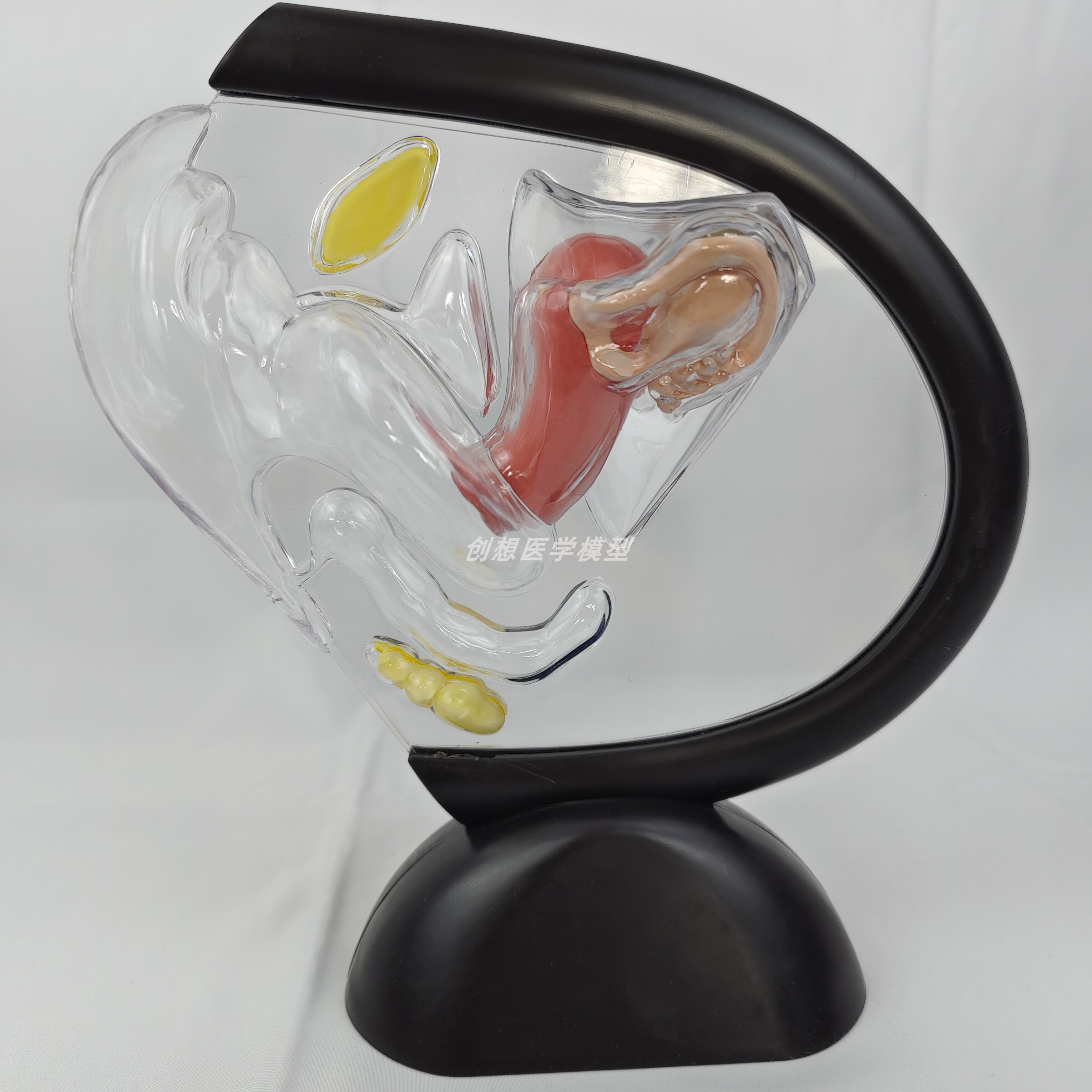 人体透明子宫解剖模型可拆卸生殖器官女性泌尿系统结构医玩具教学