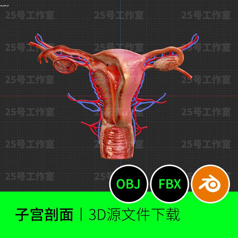 子宫卵巢医学结构内部解剖模型3D三维素材文件下载建模图纸82