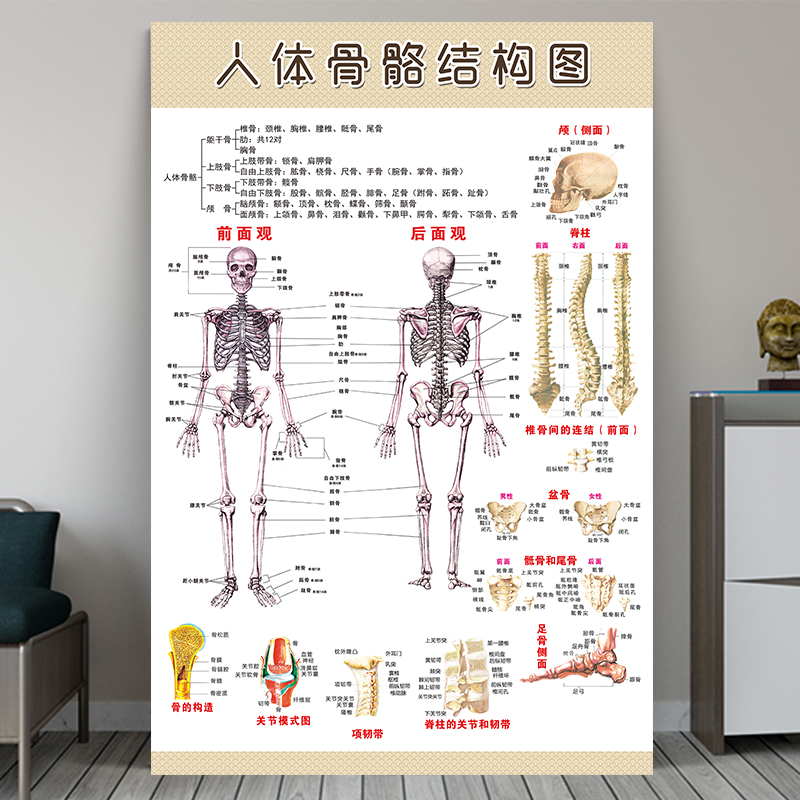 人体骨骼结构图肌肉分布图海报脊柱内脏器官解剖图医疗装饰挂图