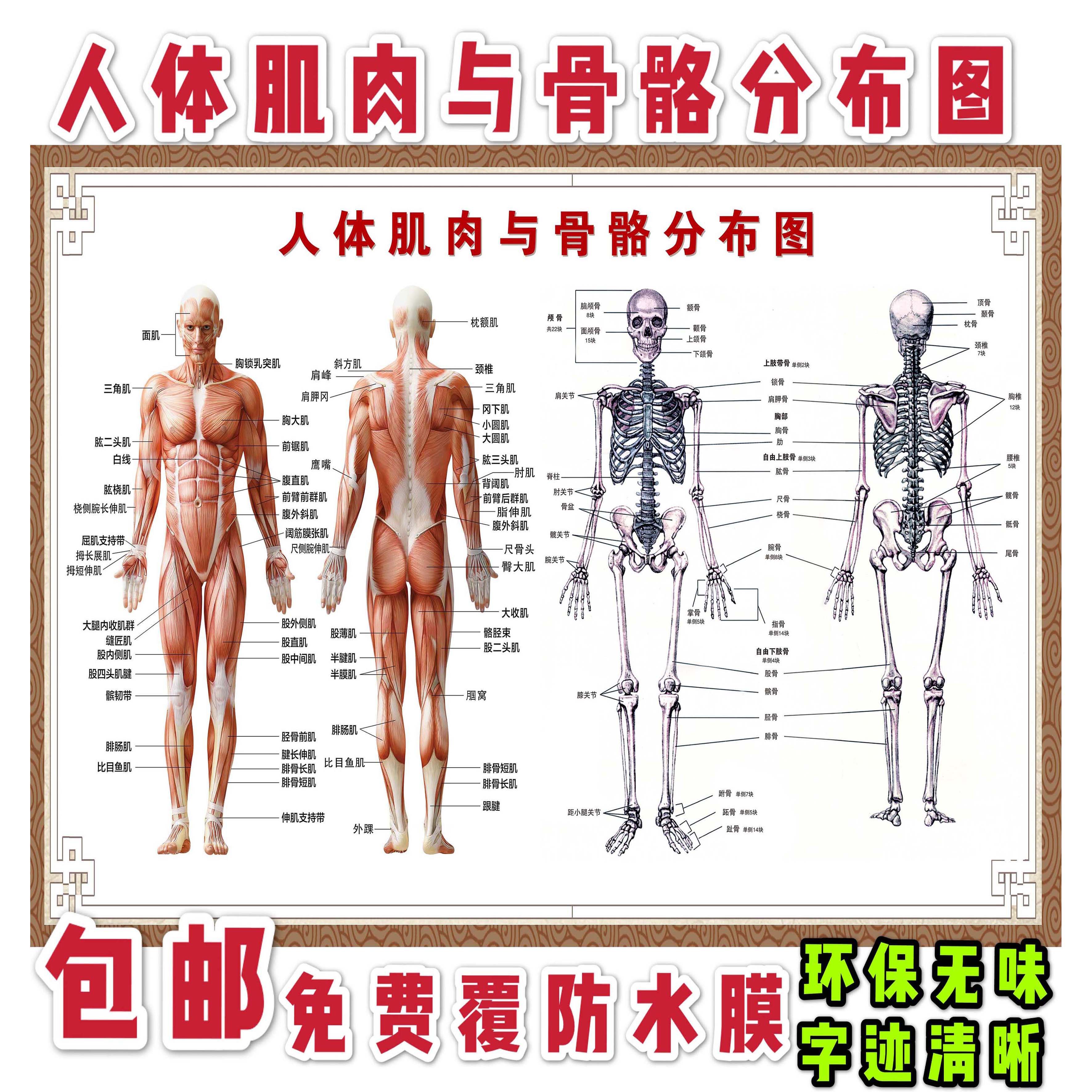 人体肌肉结构解剖 人体骨骼分布大挂图 人体器官解剖图示意图海报