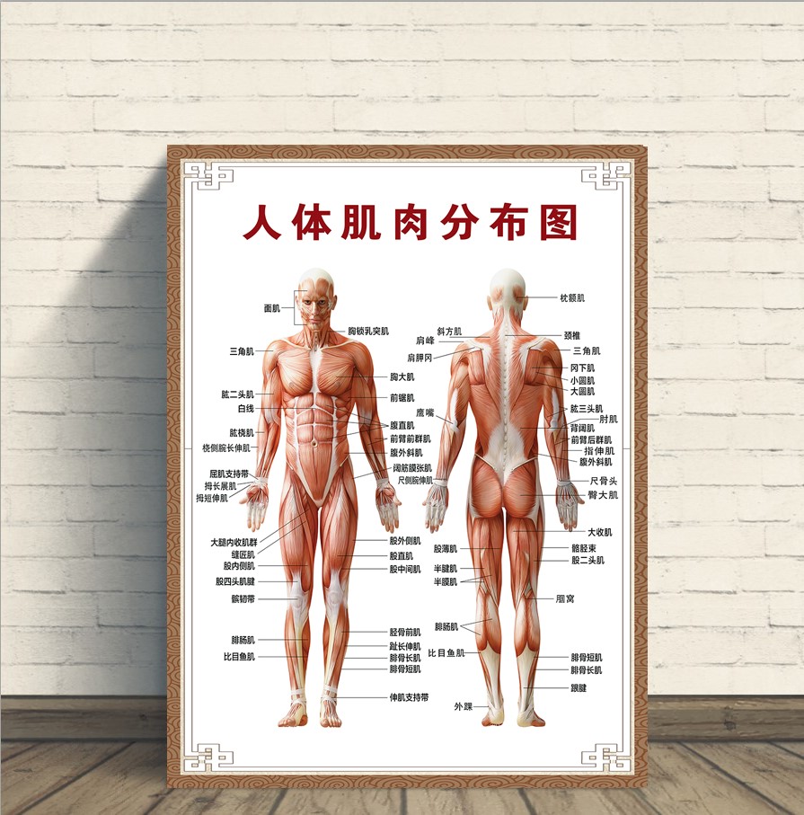 人体骨骼图挂图器官内脏结构图海报脊柱图解肌肉分布解剖图挂贴画