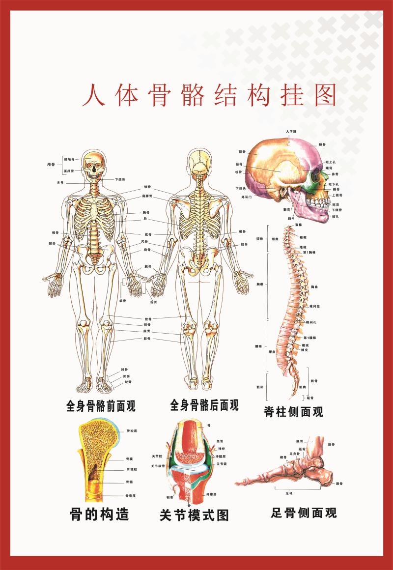 人体肌肉解剖图挂图人体内脏结构图全身分布器官图人体骨骼图海报