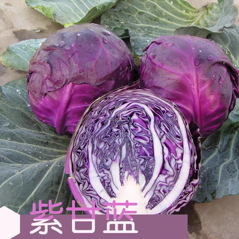 紫甘蓝菜种包菜种籽菜种子籽种苗孑紫包菜籽卷心菜大头包心菜