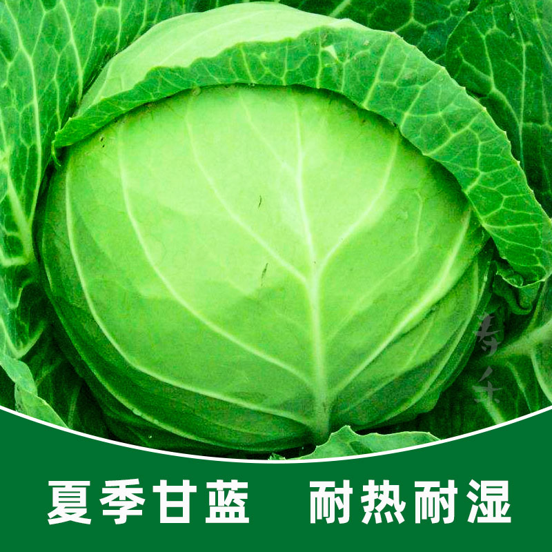 夏季甘蓝种子耐热大头菜子包菜卷心菜高产蔬菜种籽包心菜孑包心菜