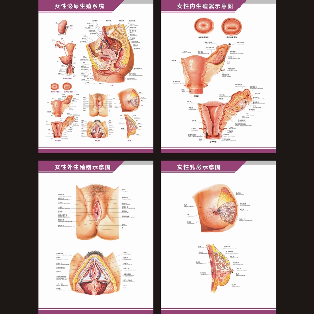 女性泌尿生殖系统解剖图骨盆生殖器子宫结构图中英文医院科室挂图