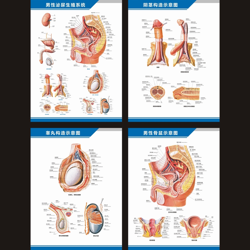 男性泌尿生殖系统解剖图骨盆睾丸结构图阴茎中英文医院科室挂图