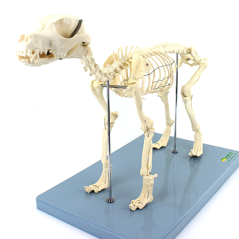 ENOVO颐诺犬全身骨骼解剖结构狗骨头脊柱关节骨盆标本宠物高职畜