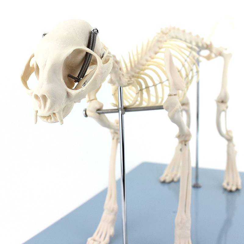 ENOVO颐诺  猫全身骨骼解剖结构猫骨头脊柱关节骨盆标本宠物高职畜牧职业技术教育教学教具上海标本宠物美容