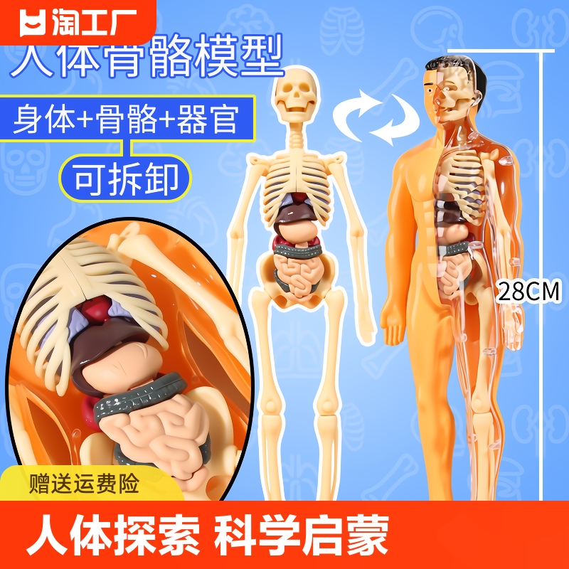 人体模型可拆卸拼装结构骨骼器官3d骨架内脏医学解剖儿童玩具骨盆
