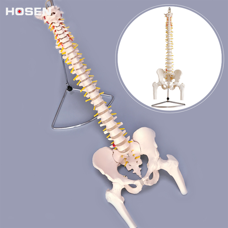 脊柱模型脊椎骨盆半腿骨颈胸腰椎解剖股骨骼神经结构教学医学教具