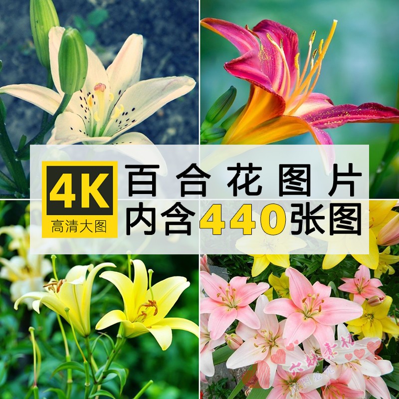 4K高清大图 百合花唯美花卉花朵植物电脑手机壁纸ps图片素材合集