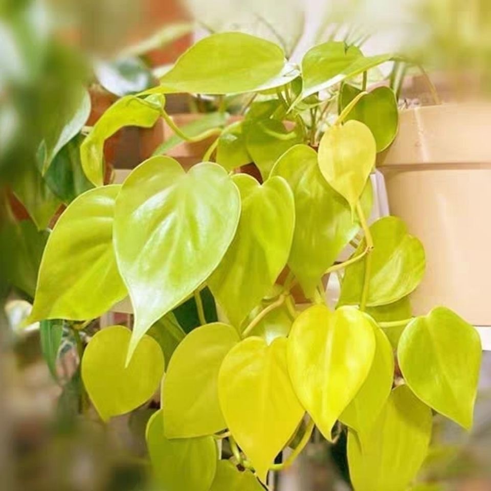 柠檬汁蔓绿绒柠檬色心型叶片热带阳台绿植物盆栽进口网红黄金绿萝