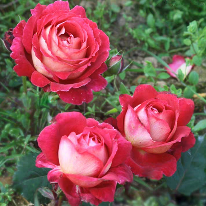 欧月马萨德医生法国大花强草莓香味双色玫瑰苗月季 阳台盆栽医生