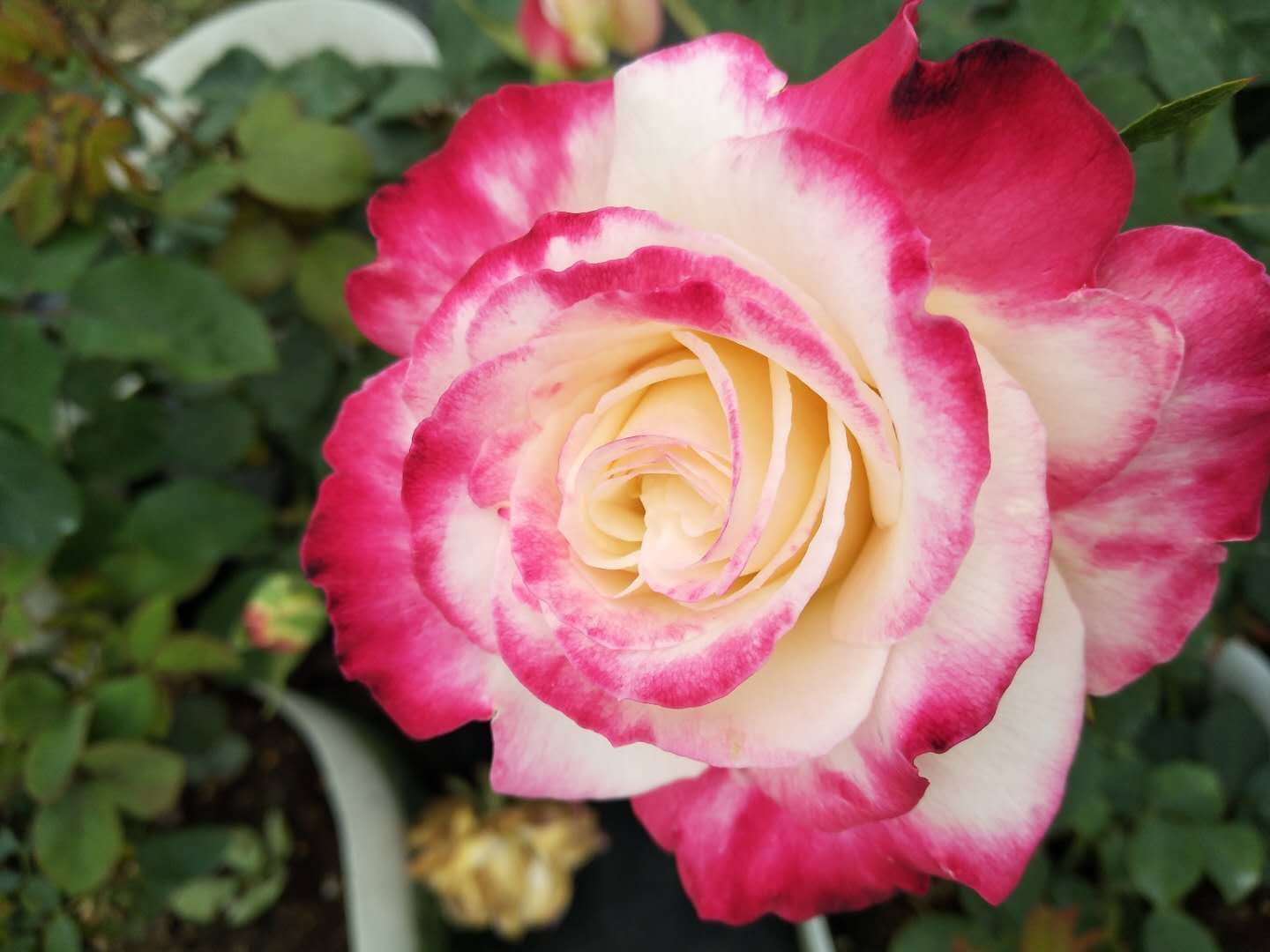红双喜灌木月季玫瑰花苗双色大花浓香型庭院开花抗病带花发货