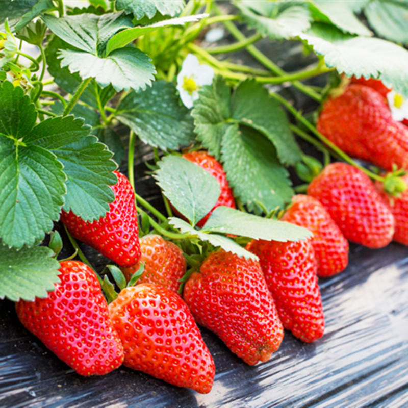 （4盆入包邮价）  多年生奶油草莓苗 阳台盆栽 自己种吃的不打药