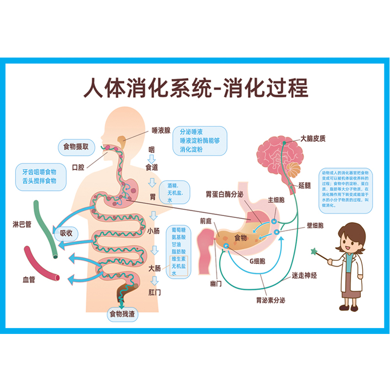 人体器官解剖图消化系统结构图食物消化过程小学生幼儿园认知挂图