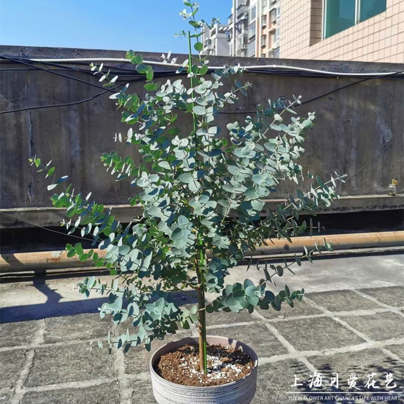 尤加利盆栽植物桉树北欧风银灰室内室外庭院花镜净化空气观叶绿植
