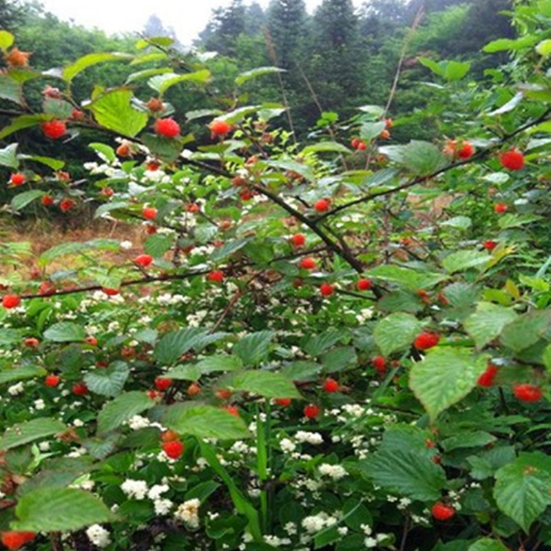 掌叶覆盆子苗南方农村常见树莓盆栽果苗阳台庭院水果树南北方四季