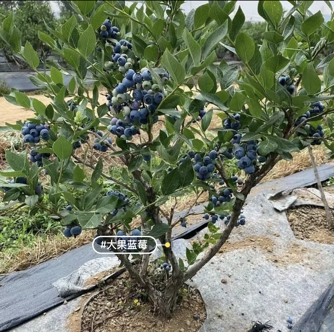 盆栽地栽蓝莓树 适合阳台庭院室内外都可以 南方北方好养易活