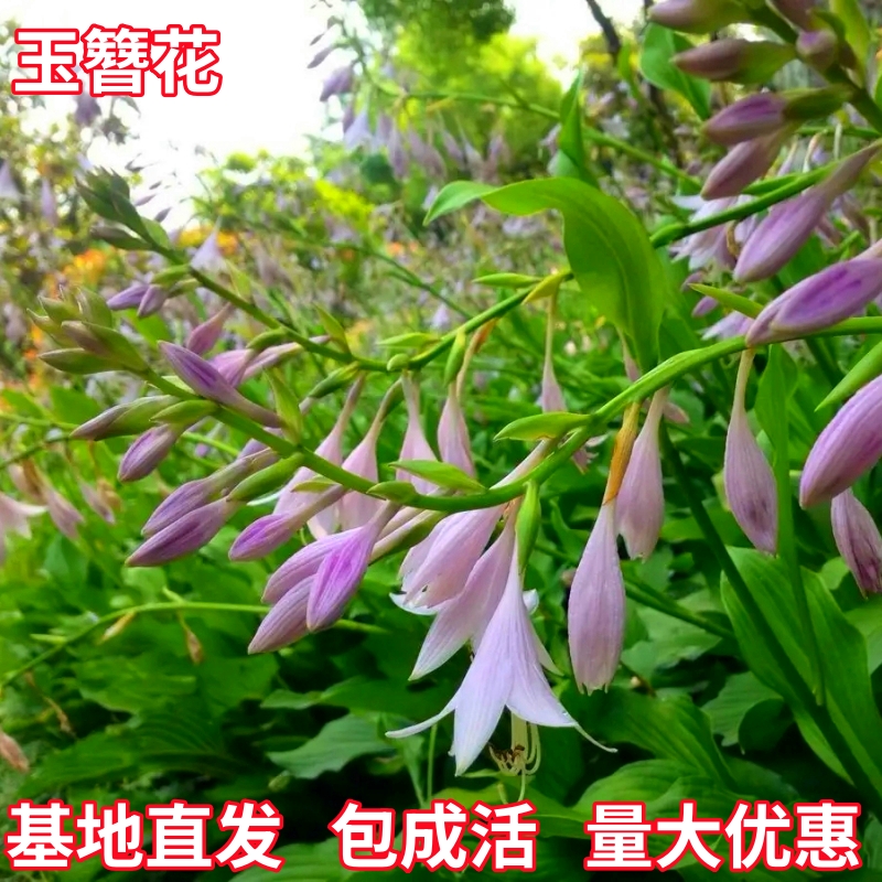 耐阴花卉白花玉簪紫花庭院地被植物花叶室内外观赏耐寒耐旱绿化栽