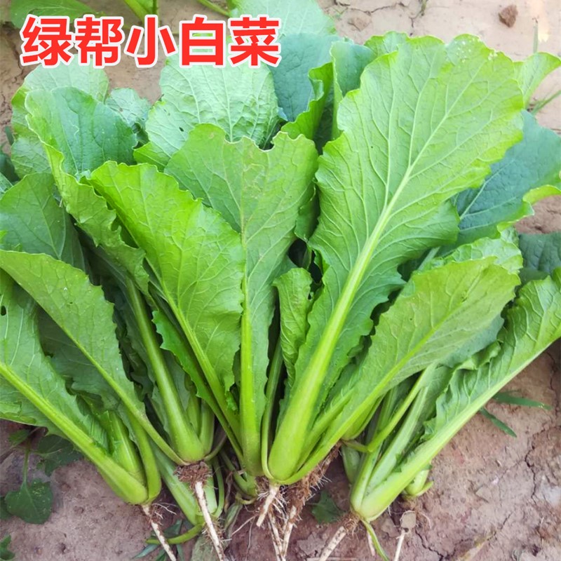 绿帮小白菜种子青菜种籽北京小白菜四季蔬菜庭院油菜蔬菜种子包邮