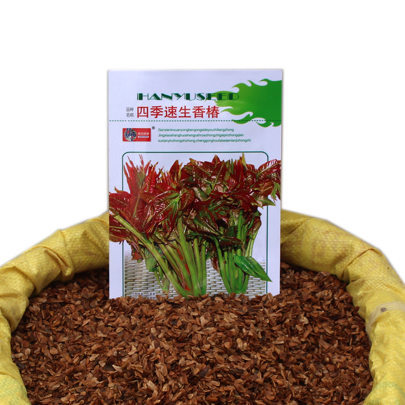 红油香椿种子 四季速生天然蔬菜籽 庭院阳台盆栽 易种 香味浓