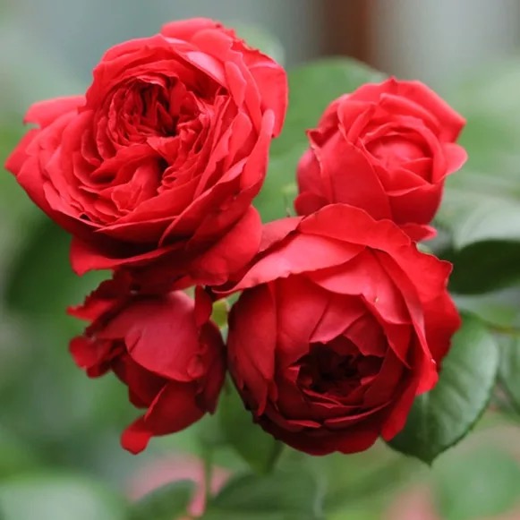 暖暖半岛 红苹果 大花微月丰花红色玫瑰月季盆栽颜色超燃庭院木本