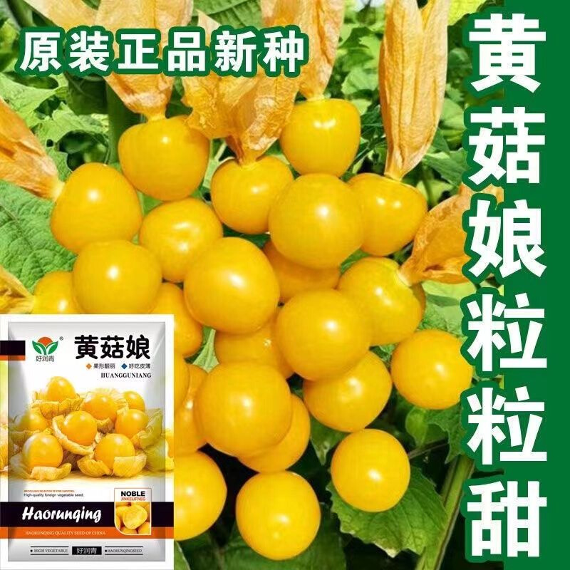 黄姑娘种子香甜可口皮薄肉厚甜度高蔬菜水果种子盆栽四季易种植