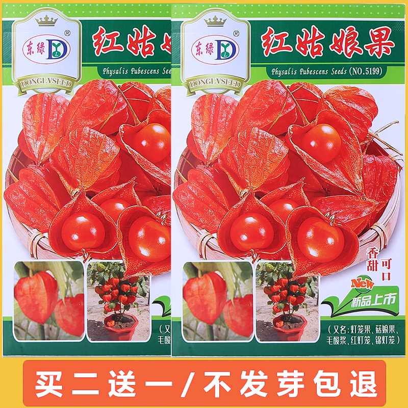 红色超甜四季盆栽阳台灯笼果籽种大全庭院奶油红姑娘果种子水果种