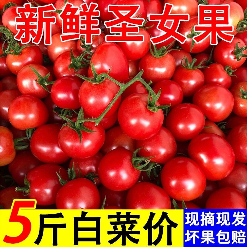 广西圣女果小番茄5斤新鲜樱桃小西红柿蔬菜孕妇水果现摘现发包邮