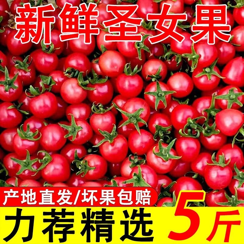 广西新鲜千禧圣女果5斤西红柿小柿子小番茄樱桃当季特产水果蔬菜1