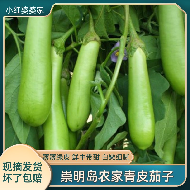 上海崇明青皮茄子绿皮茄子 农家肥种植新鲜蔬菜现摘现发